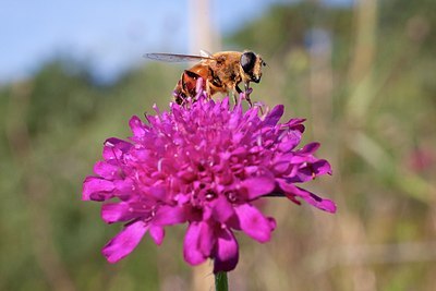 BUITEN BEELD Foto: 183097