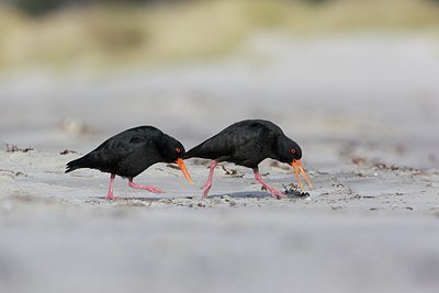 BUITEN BEELD Foto: 183137