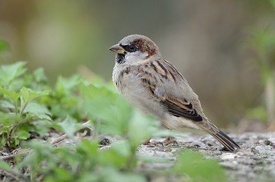 BUITEN BEELD Foto: 183201