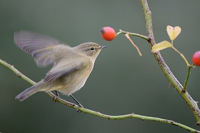 BUITEN BEELD Foto: 183202