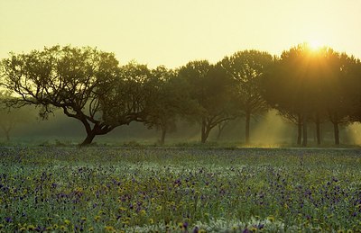 BUITEN BEELD Foto: 183262