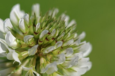 BUITEN BEELD Foto: 183322