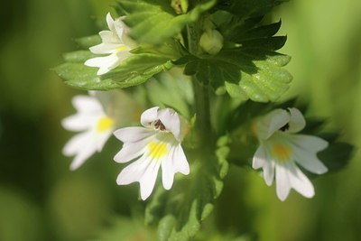 BUITEN BEELD Foto: 183348