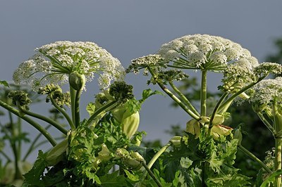 BUITEN BEELD Foto: 183440