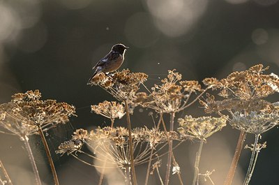 BUITEN BEELD Foto: 183469