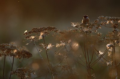 BUITEN BEELD Foto: 183471