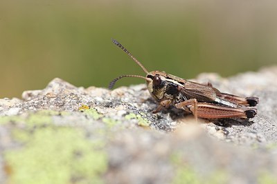 BUITEN BEELD Foto: 183478
