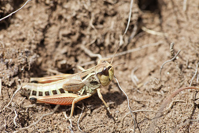 BUITEN BEELD Foto: 183480