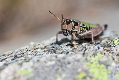 BUITEN BEELD Foto: 183482