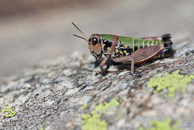 BUITEN BEELD Foto: 183483