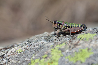 BUITEN BEELD Foto: 183490