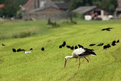 BUITEN BEELD Foto: 183499