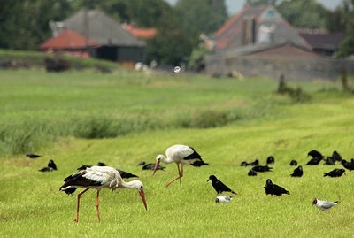 BUITEN BEELD Foto: 183500