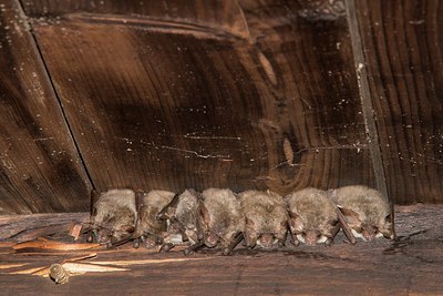 BUITEN BEELD Foto: 183562