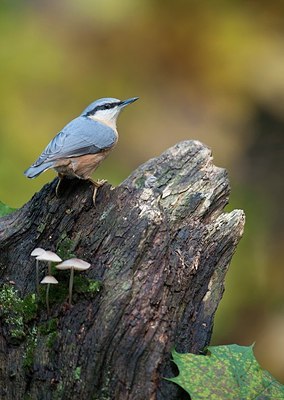 BUITEN BEELD Foto: 183583