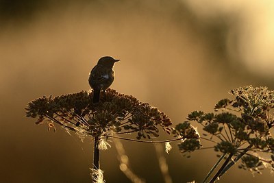 BUITEN BEELD Foto: 183632