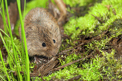 BUITEN BEELD Foto: 183643