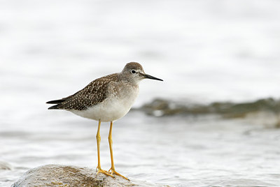 BUITEN BEELD Foto: 183649