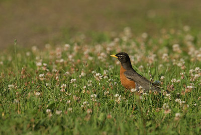BUITEN BEELD Foto: 183656