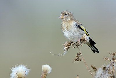 BUITEN BEELD Foto: 183672