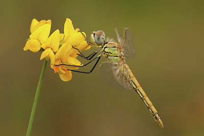 BUITEN BEELD Foto: 183673