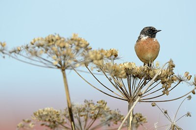 BUITEN BEELD Foto: 183675