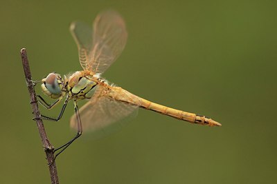 BUITEN BEELD Foto: 183676