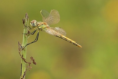 BUITEN BEELD Foto: 183677