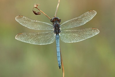 BUITEN BEELD Foto: 183680
