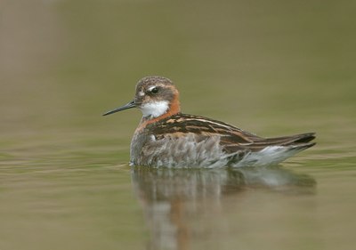 BUITEN BEELD Foto: 183681