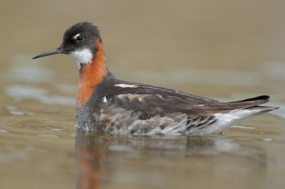 BUITEN BEELD Foto: 183686