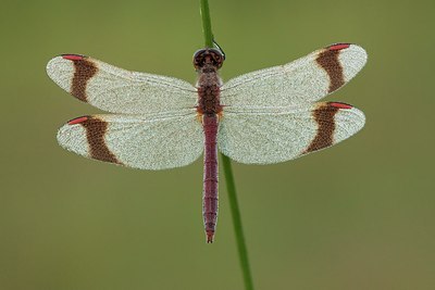 BUITEN BEELD Foto: 183690