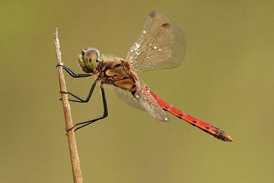 BUITEN BEELD Foto: 183691