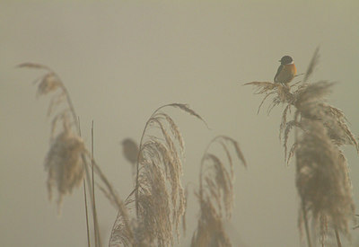 BUITEN BEELD Foto: 183729