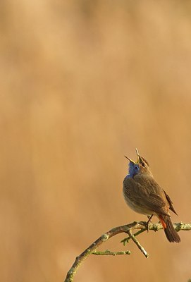 BUITEN BEELD Foto: 183732