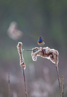 BUITEN BEELD Foto: 183737