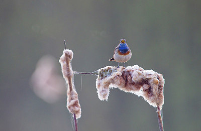 BUITEN BEELD Foto: 183738