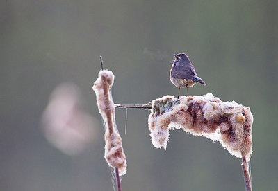 BUITEN BEELD Foto: 183739