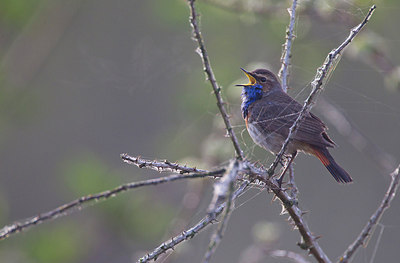 BUITEN BEELD Foto: 183740