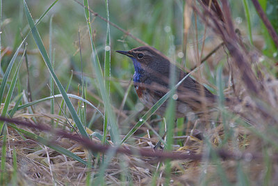 BUITEN BEELD Foto: 183741