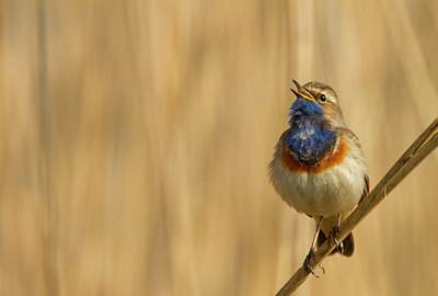 BUITEN BEELD Foto: 183748