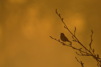 BUITEN BEELD Foto: 183749