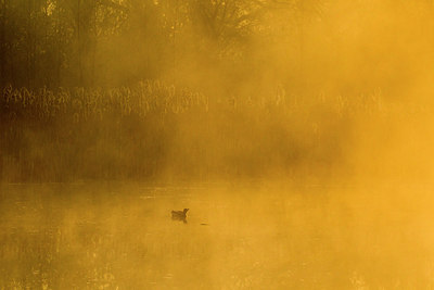 BUITEN BEELD Foto: 183750