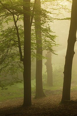 BUITEN BEELD Foto: 183775