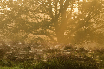 BUITEN BEELD Foto: 183783