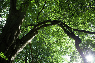BUITEN BEELD Foto: 183811
