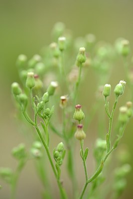 BUITEN BEELD Foto: 183830