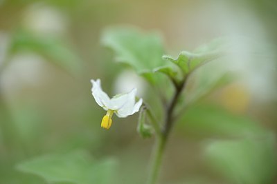 BUITEN BEELD Foto: 183833