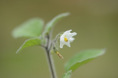 BUITEN BEELD Foto: 183839