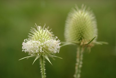 BUITEN BEELD Foto: 183855